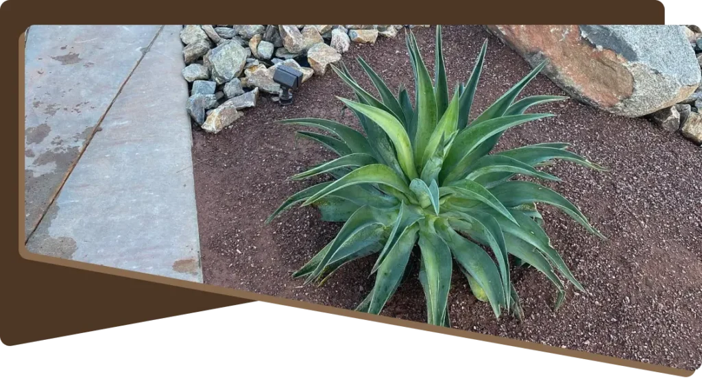 front-yard-desert-landscape-design-with-rock-plants-and-hardscape-26-ultimate-pro-landscaping-coachella-valley 1