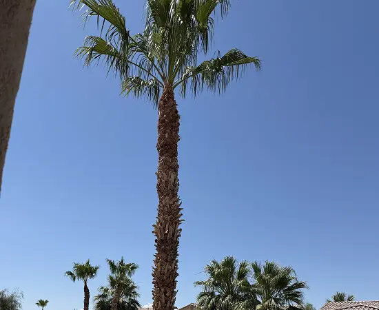 front-yard-landscape-tree-installation-01-ultimate-pro-landscaping-coachella-valley 1