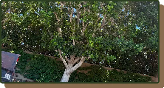 tree-removal-branches-removed-ultimate-pro-landscaping-coachella-valley