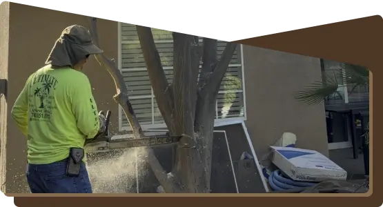 tree-removal-tree-branch-cutting-ultimate-pro-landscaping-coachella-valley