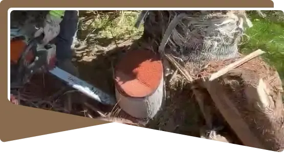 tree-removal-tree-cutting-section-by-section-ultimate-pro-landscaping-coachella-valley