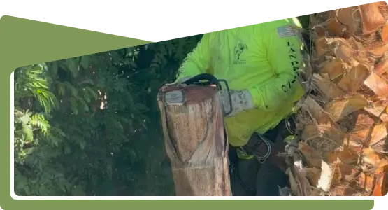 tree-removal-tree-cutting-ultimate-pro-landscaping-coachella-valley