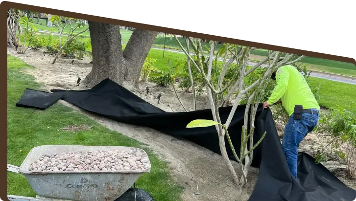 tree-service-tree-installation-ultimate-pro-landscaping-coachella-valley