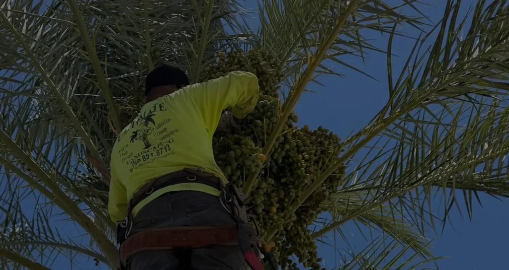 tree-service-ultimate-pro-landscaping-cocahella-valley
