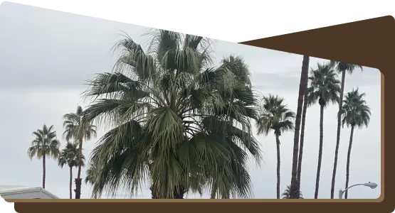 yard-palm-and-shade-tree-trimming-ultimate-pro-landscaping-coachella-valley 1